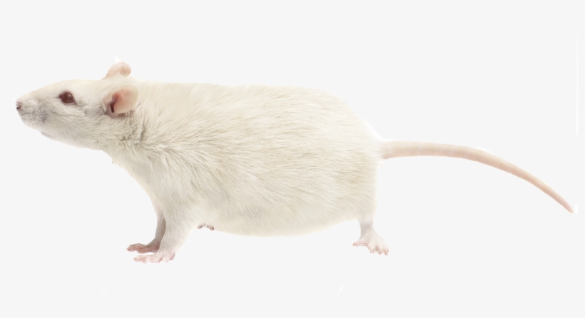 Detail Rat Transparent Png Nomer 25