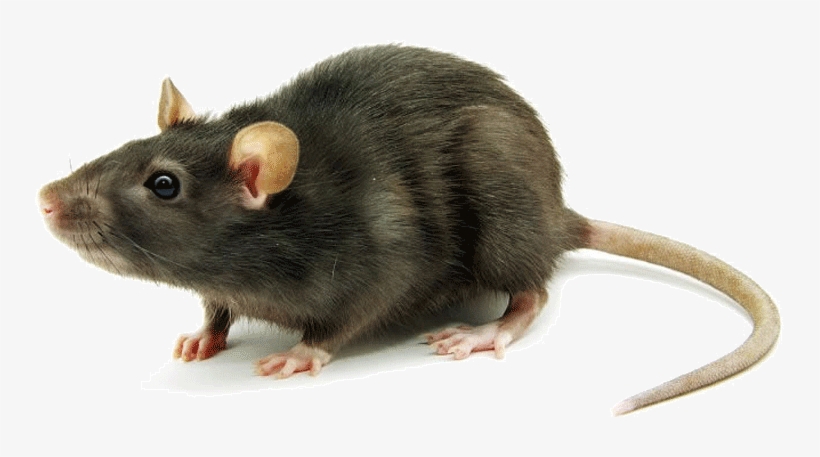 Detail Rat Transparent Png Nomer 29