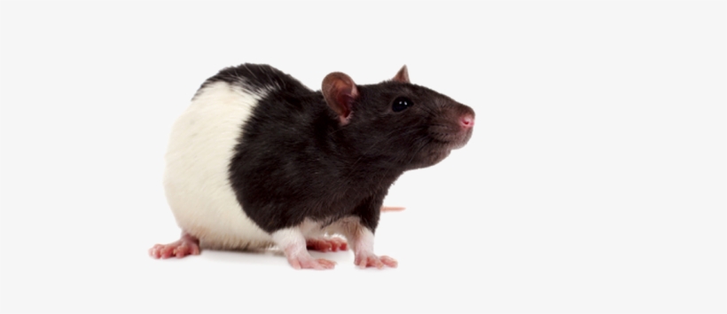 Detail Rat Transparent Png Nomer 30