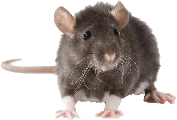 Detail Rat Transparent Png Nomer 31