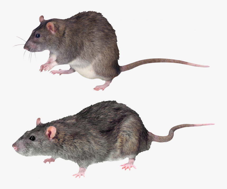 Detail Rat Transparent Png Nomer 32