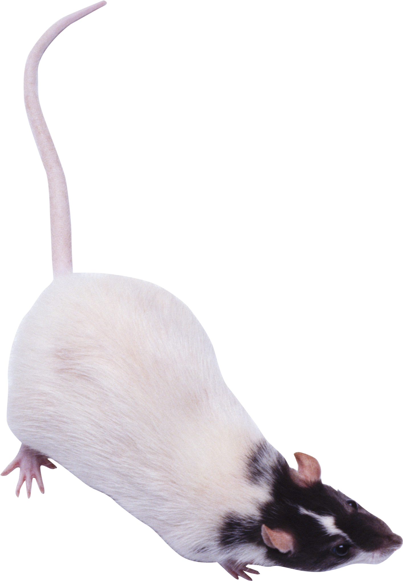 Detail Rat Transparent Png Nomer 34