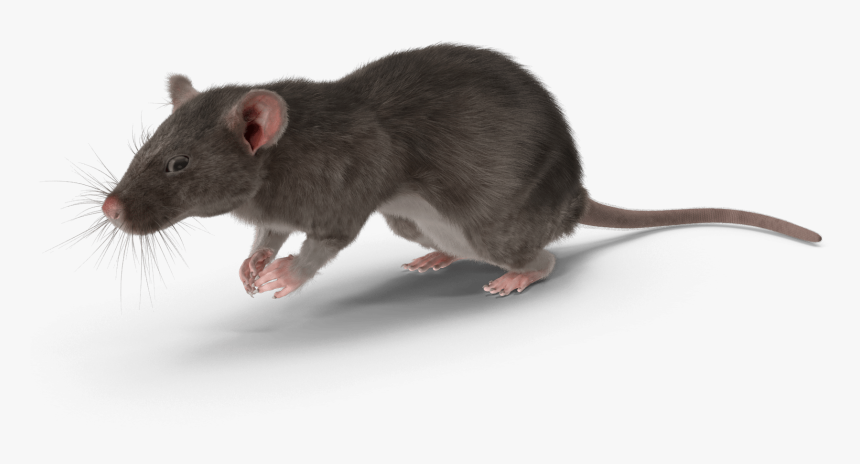 Detail Rat Transparent Png Nomer 35