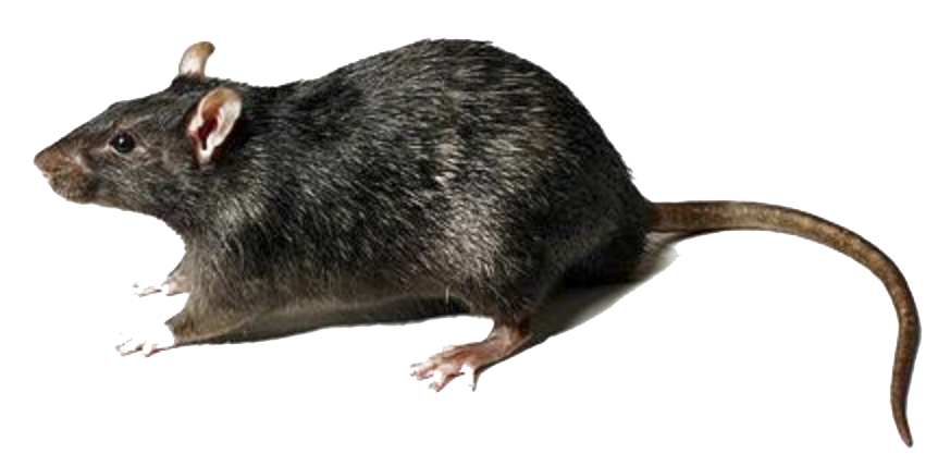 Detail Rat Transparent Png Nomer 4