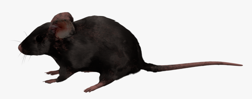 Detail Rat Transparent Png Nomer 39