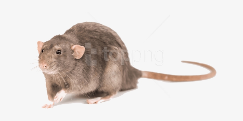 Detail Rat Transparent Png Nomer 40