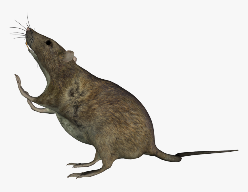 Detail Rat Transparent Png Nomer 42