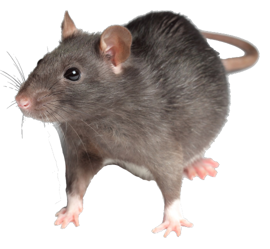 Detail Rat Transparent Png Nomer 44