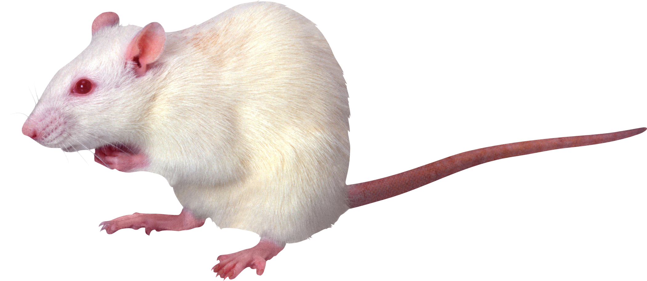 Detail Rat Transparent Png Nomer 45