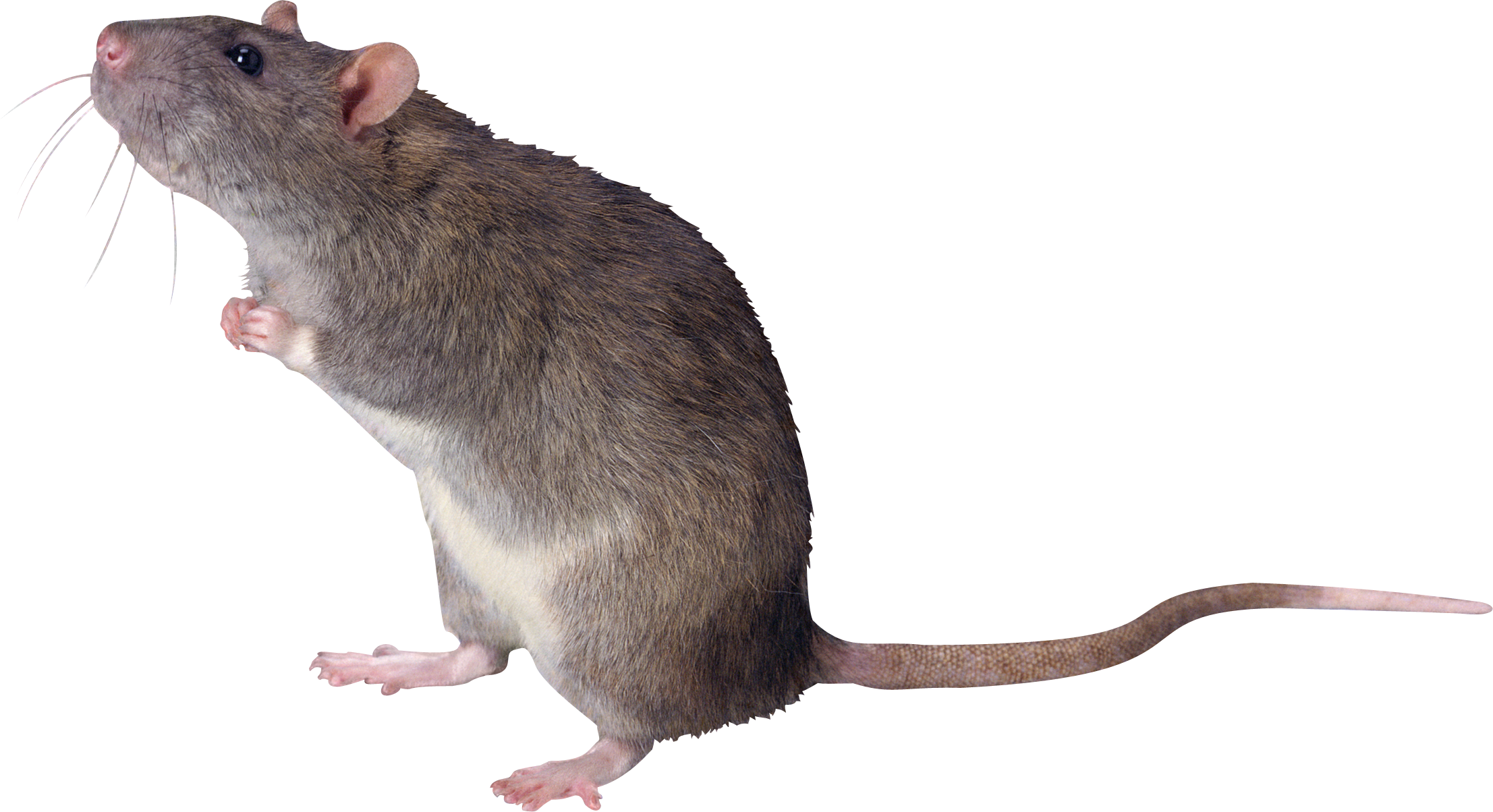 Detail Rat Transparent Png Nomer 5
