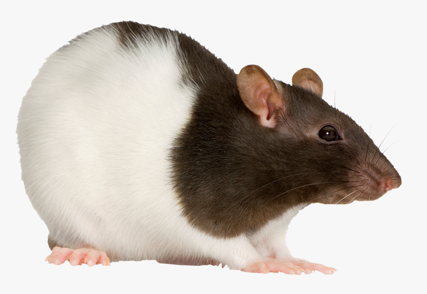 Detail Rat Transparent Png Nomer 52