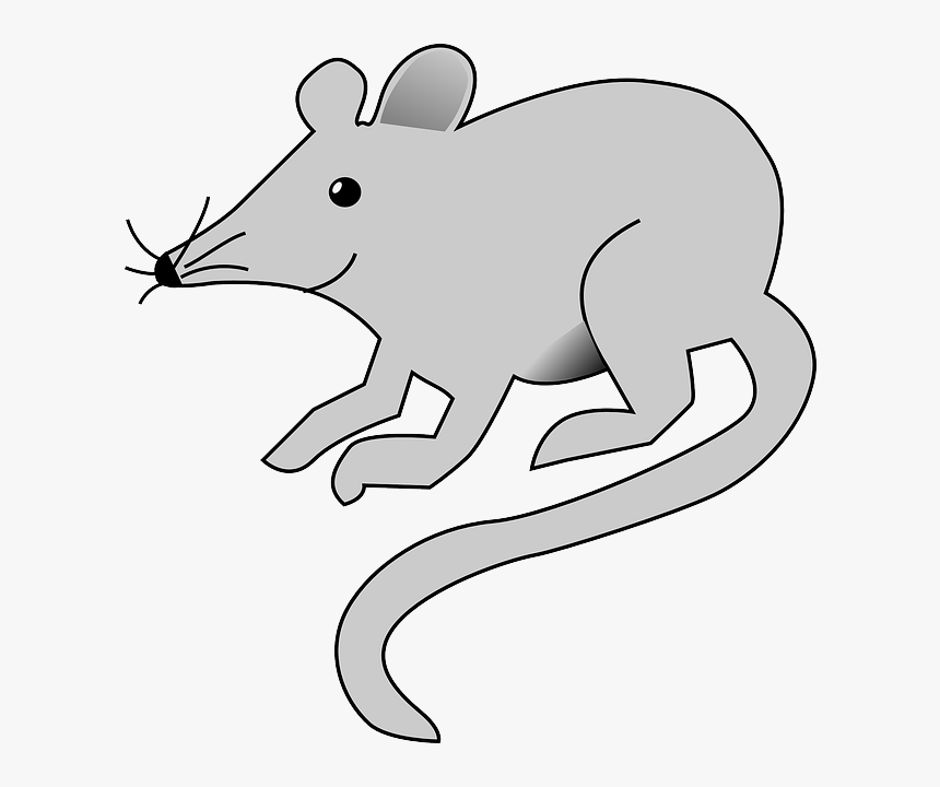 Detail Rat Transparent Png Nomer 53