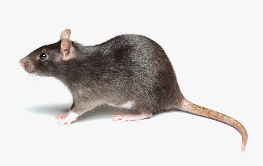 Detail Rat Transparent Png Nomer 6