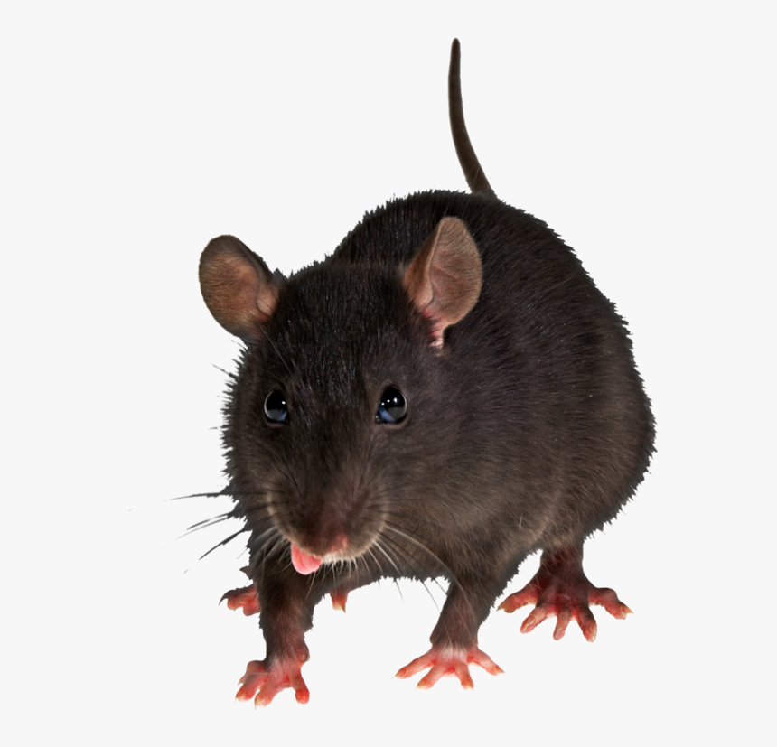 Detail Rat Transparent Png Nomer 8