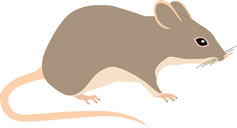 Detail Rat Vector Png Nomer 2