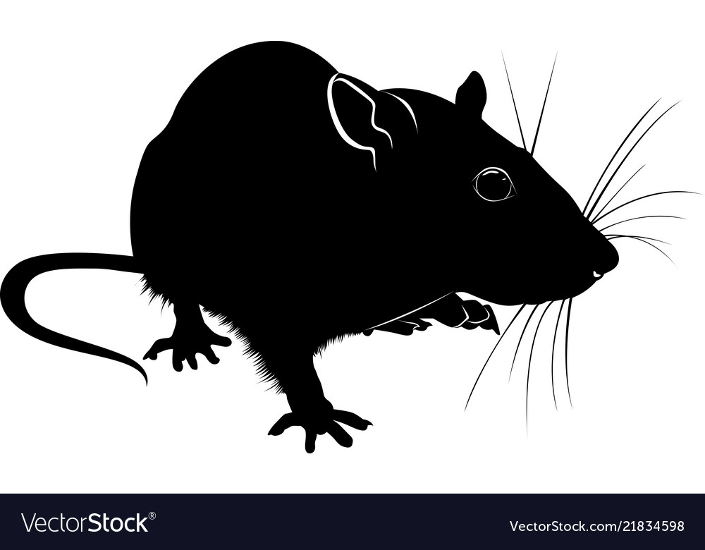 Detail Rat Vector Png Nomer 10