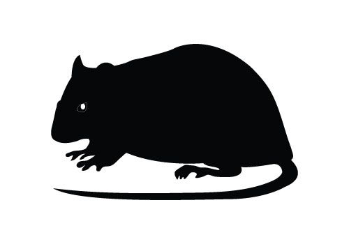 Detail Rat Vector Png Nomer 13