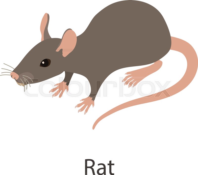 Detail Rat Vector Png Nomer 14