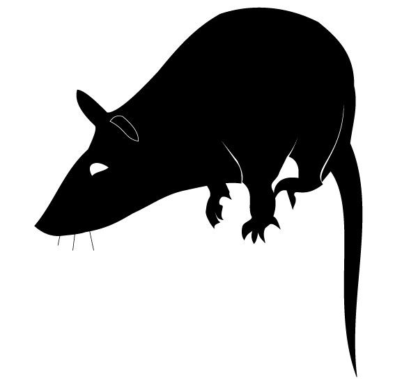 Detail Rat Vector Png Nomer 16