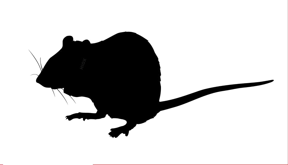 Detail Rat Vector Png Nomer 17