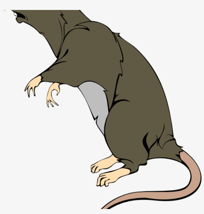 Detail Rat Vector Png Nomer 31