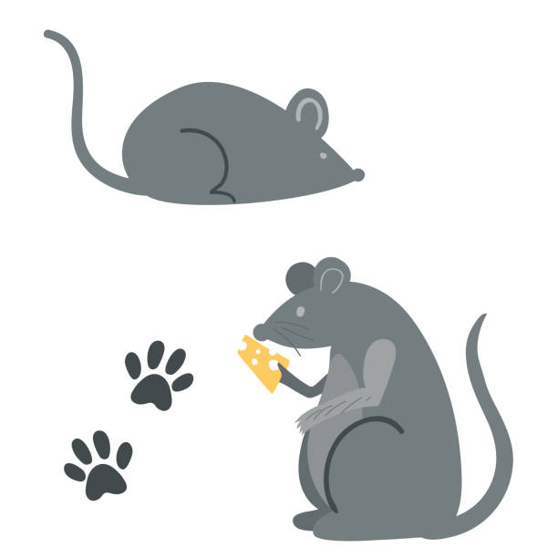 Detail Rat Vector Png Nomer 36