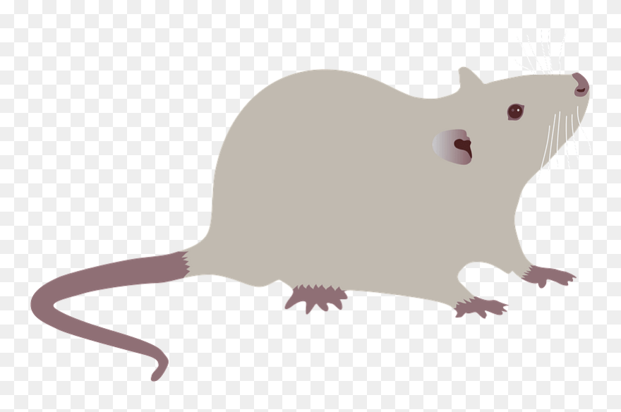 Detail Rat Vector Png Nomer 44