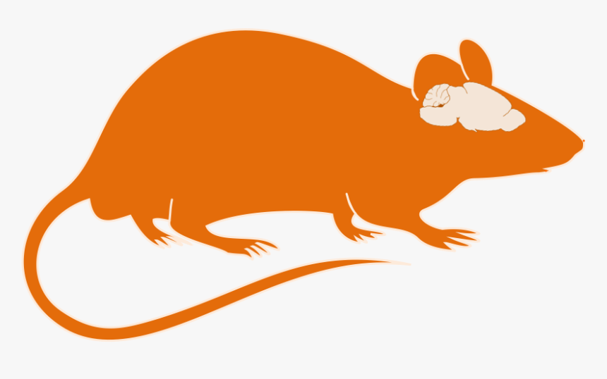 Detail Rat Vector Png Nomer 51