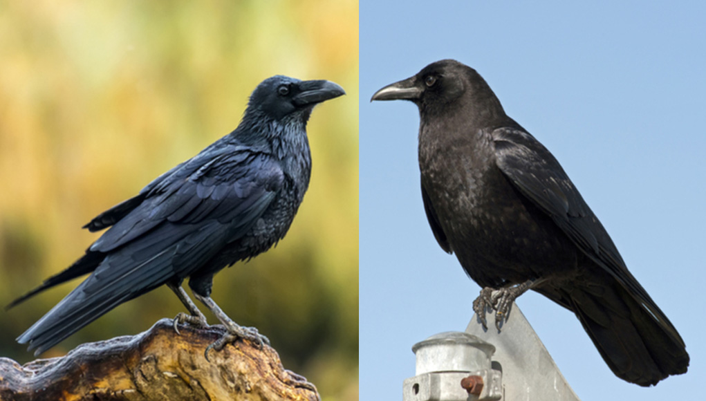 Detail Raven And Crow Images Nomer 11