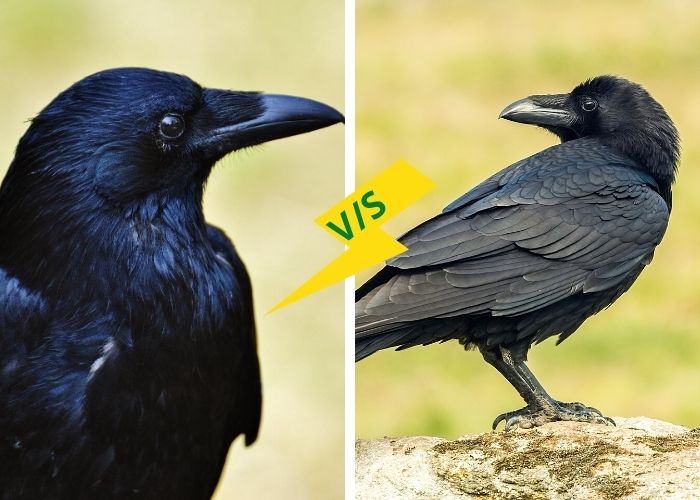 Detail Raven And Crow Images Nomer 12