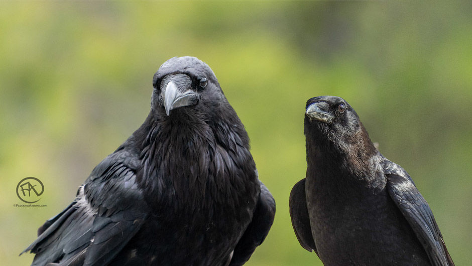 Detail Raven And Crow Images Nomer 13