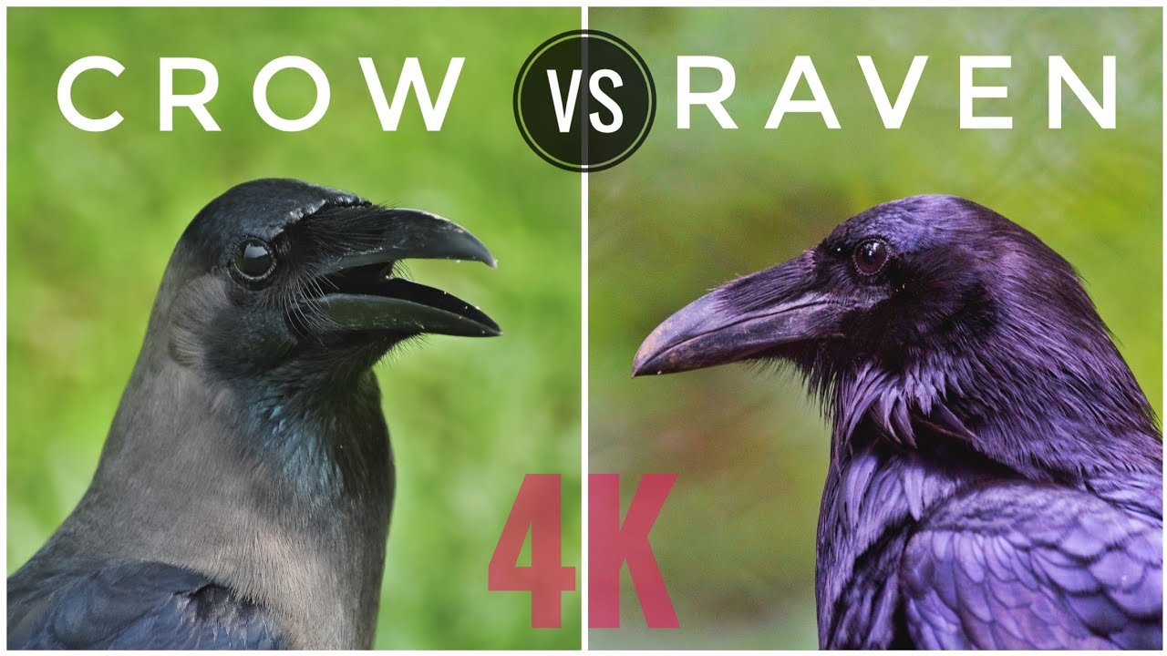 Detail Raven And Crow Images Nomer 14