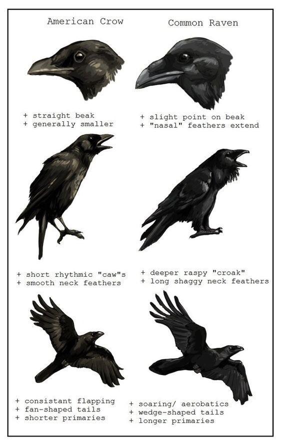 Detail Raven And Crow Images Nomer 15