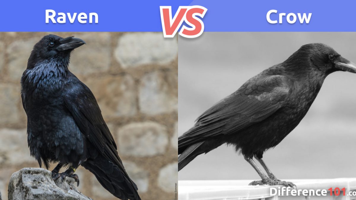 Detail Raven And Crow Images Nomer 16
