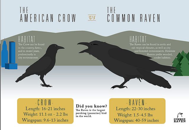 Detail Raven And Crow Images Nomer 17