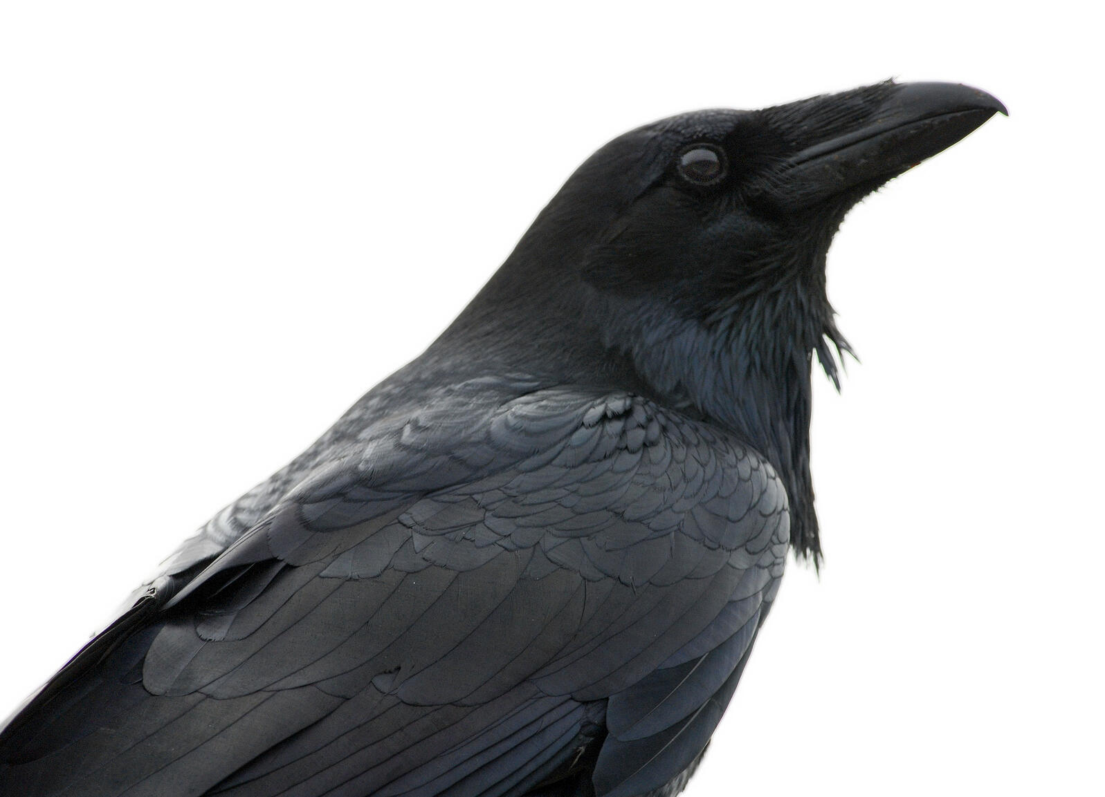 Detail Raven And Crow Images Nomer 18