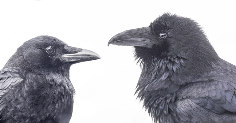 Detail Raven And Crow Images Nomer 19