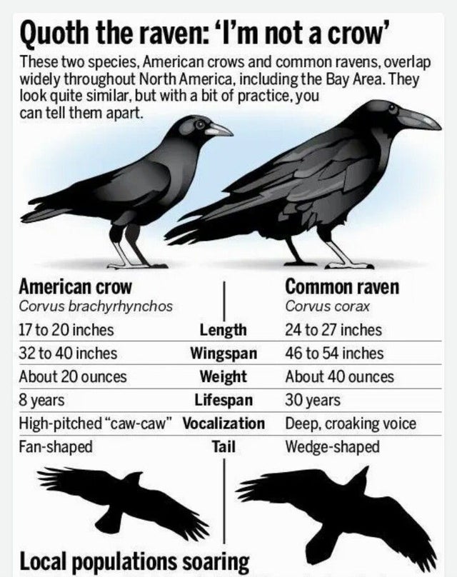 Detail Raven And Crow Images Nomer 21