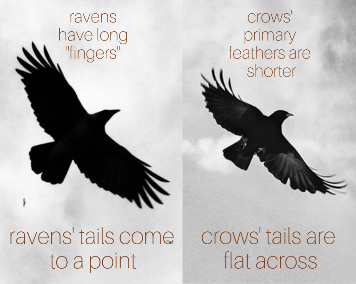Detail Raven And Crow Images Nomer 23