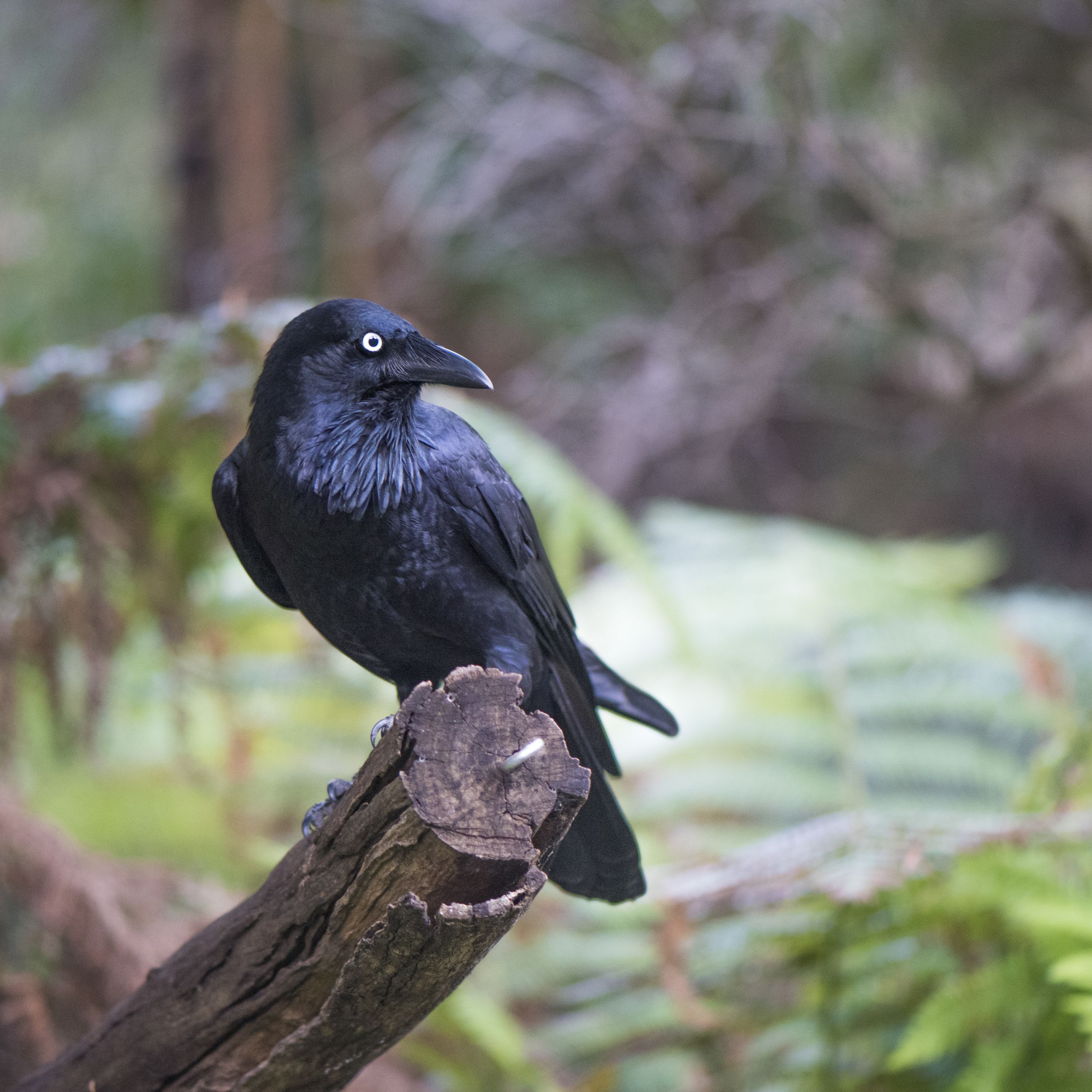 Detail Raven And Crow Images Nomer 24