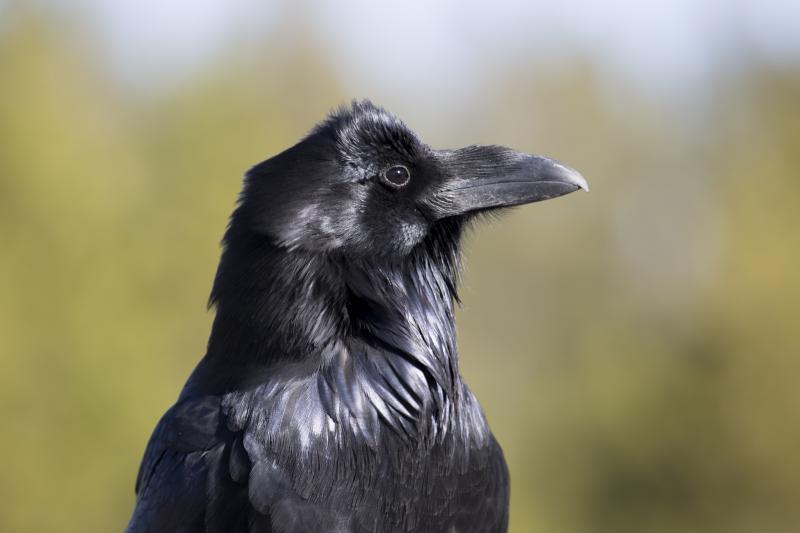 Detail Raven And Crow Images Nomer 25