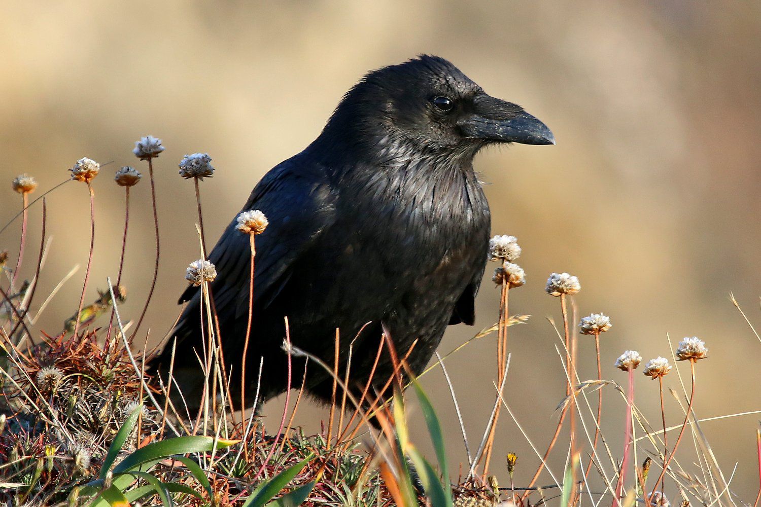 Detail Raven And Crow Images Nomer 29