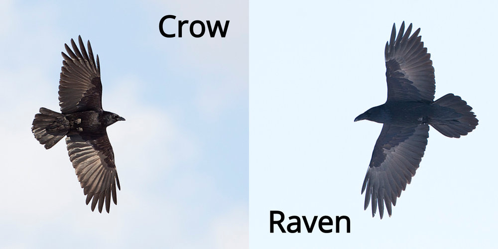 Detail Raven And Crow Images Nomer 30
