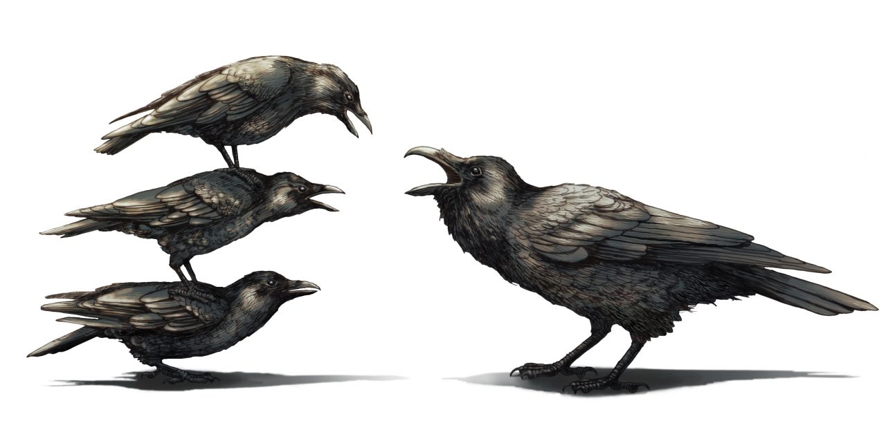 Detail Raven And Crow Images Nomer 31
