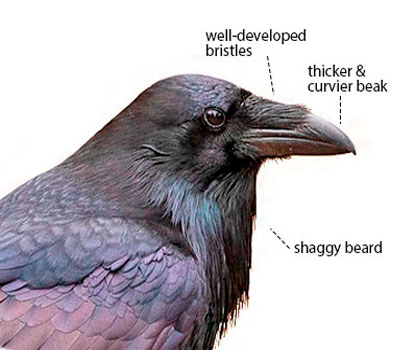 Detail Raven And Crow Images Nomer 32