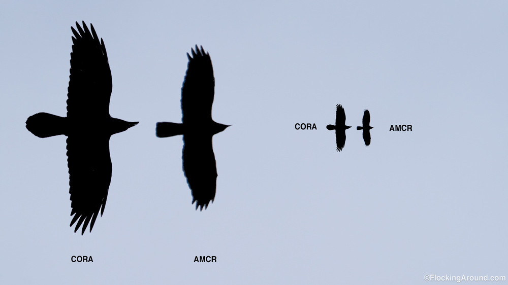 Detail Raven And Crow Images Nomer 33