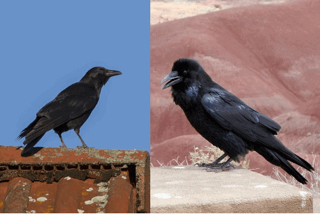 Detail Raven And Crow Images Nomer 34
