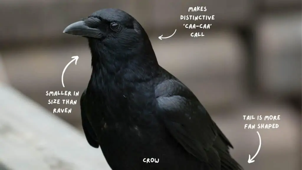 Detail Raven And Crow Images Nomer 36