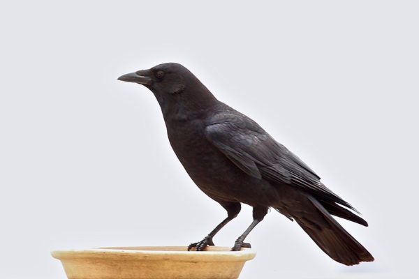 Detail Raven And Crow Images Nomer 37