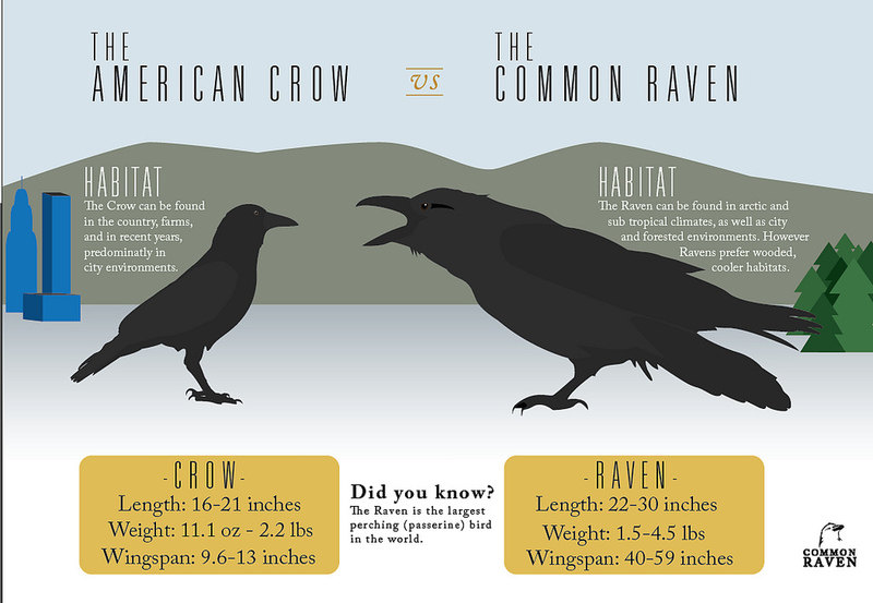 Detail Raven And Crow Images Nomer 39
